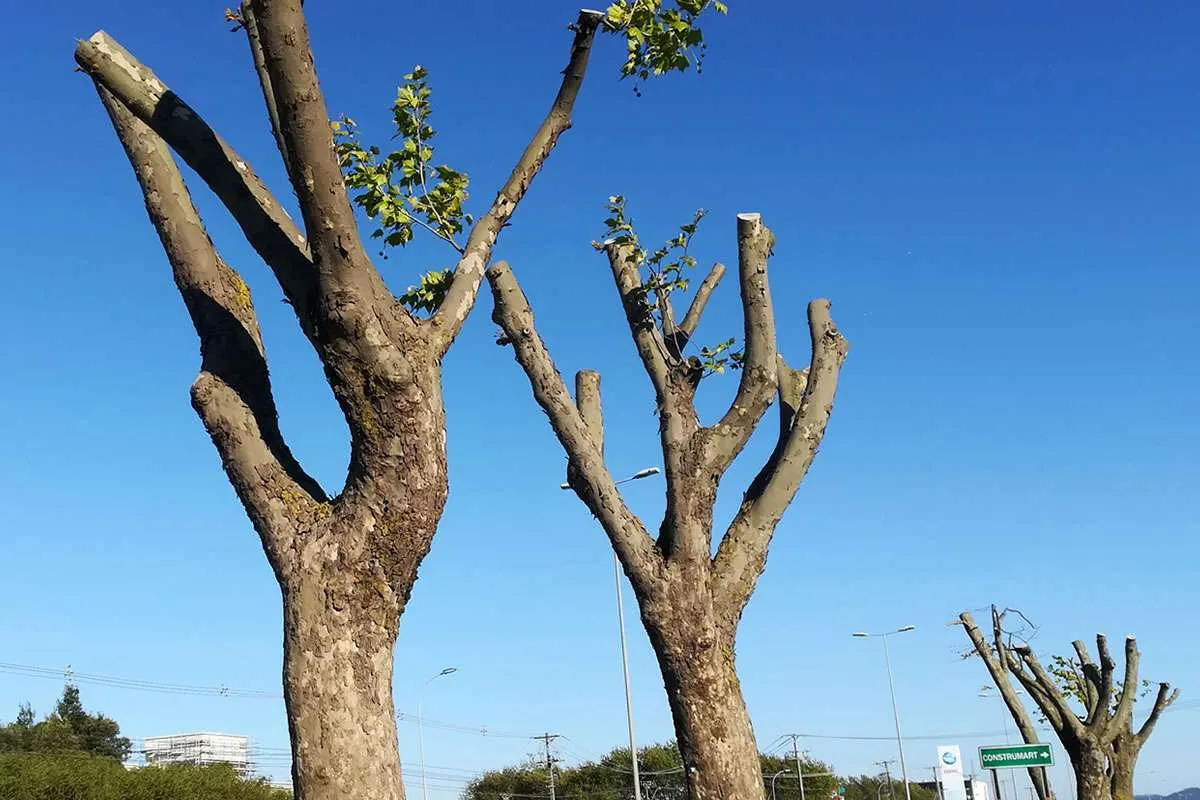Ley de arbolado urbano